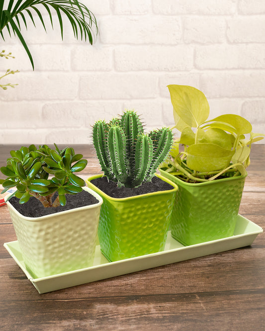 Herb Pot Planter Set with Tray for Indoor Garden or Outdoor Use,Metal Succulent Potted Planters for Kitchen, (Set of 3, 4.25” x 4” Planters on 12.5” x 4" Tray)