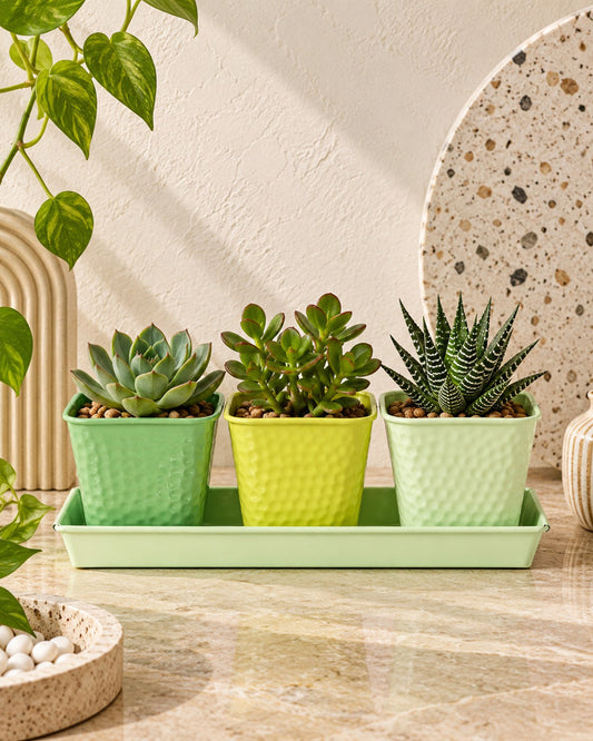 Herb Pot Planter Set with Tray for Indoor Garden or Outdoor Use,Metal Succulent Potted Planters for Kitchen, (Set of 3, 4.25” x 4” Planters on 12.5” x 4" Tray)