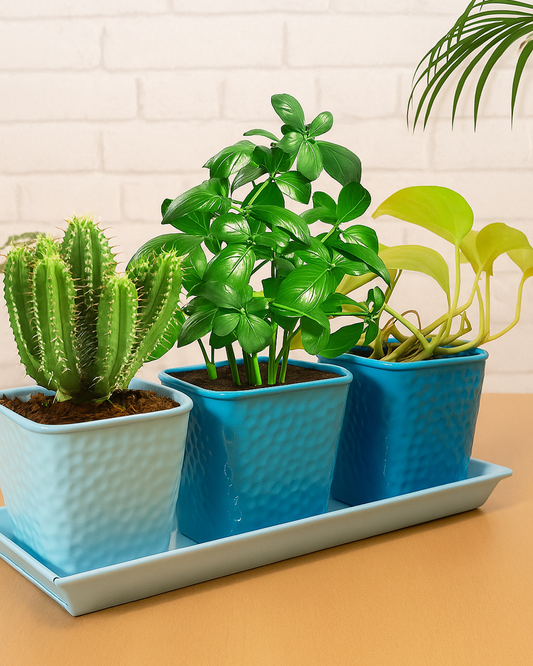 Herb Pot Planter Set with Tray for Indoor Garden or Outdoor Use,Metal Succulent Potted Planters for Kitchen, (Set of 3, 4.25” x 4” Planters on 12.5” x 4" Tray)