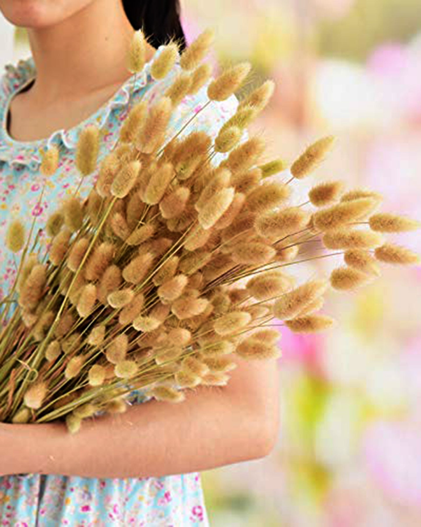 Bunny Tails Dried Flowers, Dried Pampas Grass Bouquet, Boho Table Decor, White Pampas Grass Small, Dried Bunny Tails, Pampas Grass for Wedding, Home, Rustic Party, Baby Shower Decorations, Burnt Coffee 30 pcs and 60 Pcs